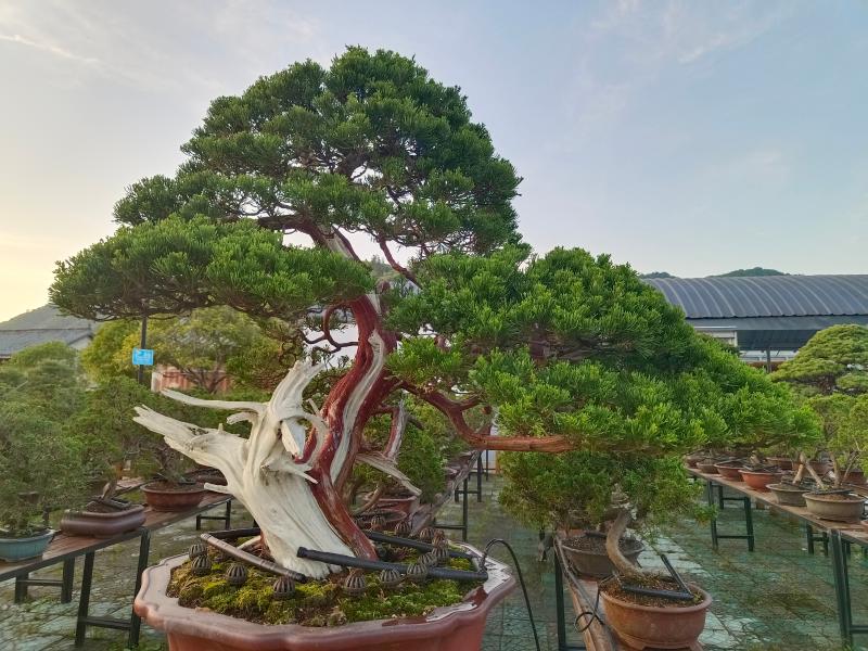 曉天鎮：暮色綺麗展風姿